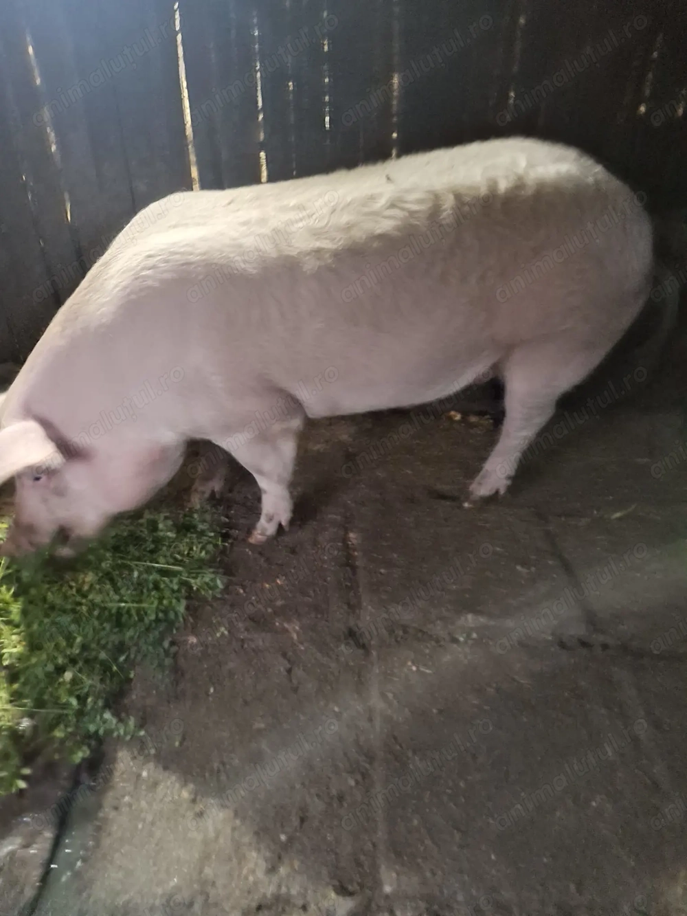 Porc de vanzare crescut bio