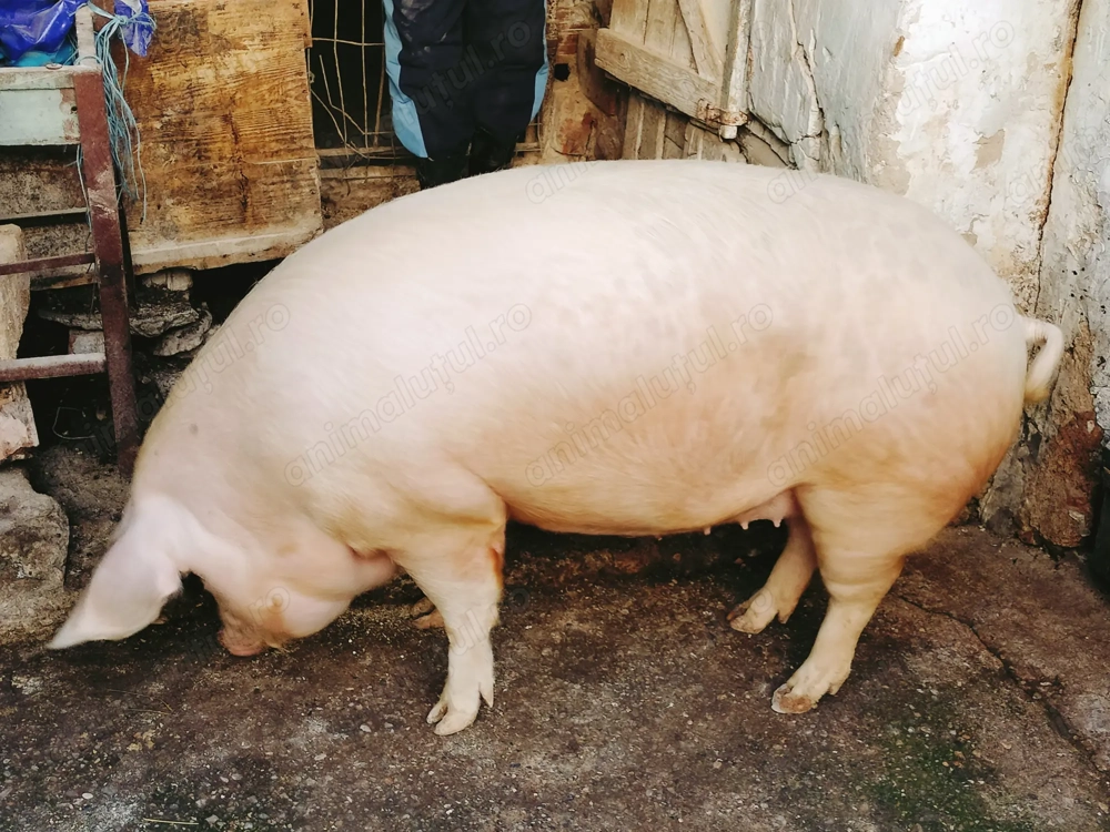 De Vanzare, porc alb!(scrofita)