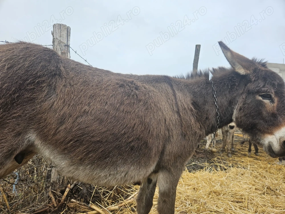 Vand magarete cu lapte