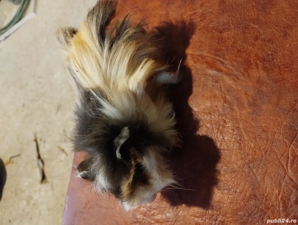 Porcușori de Guineea 