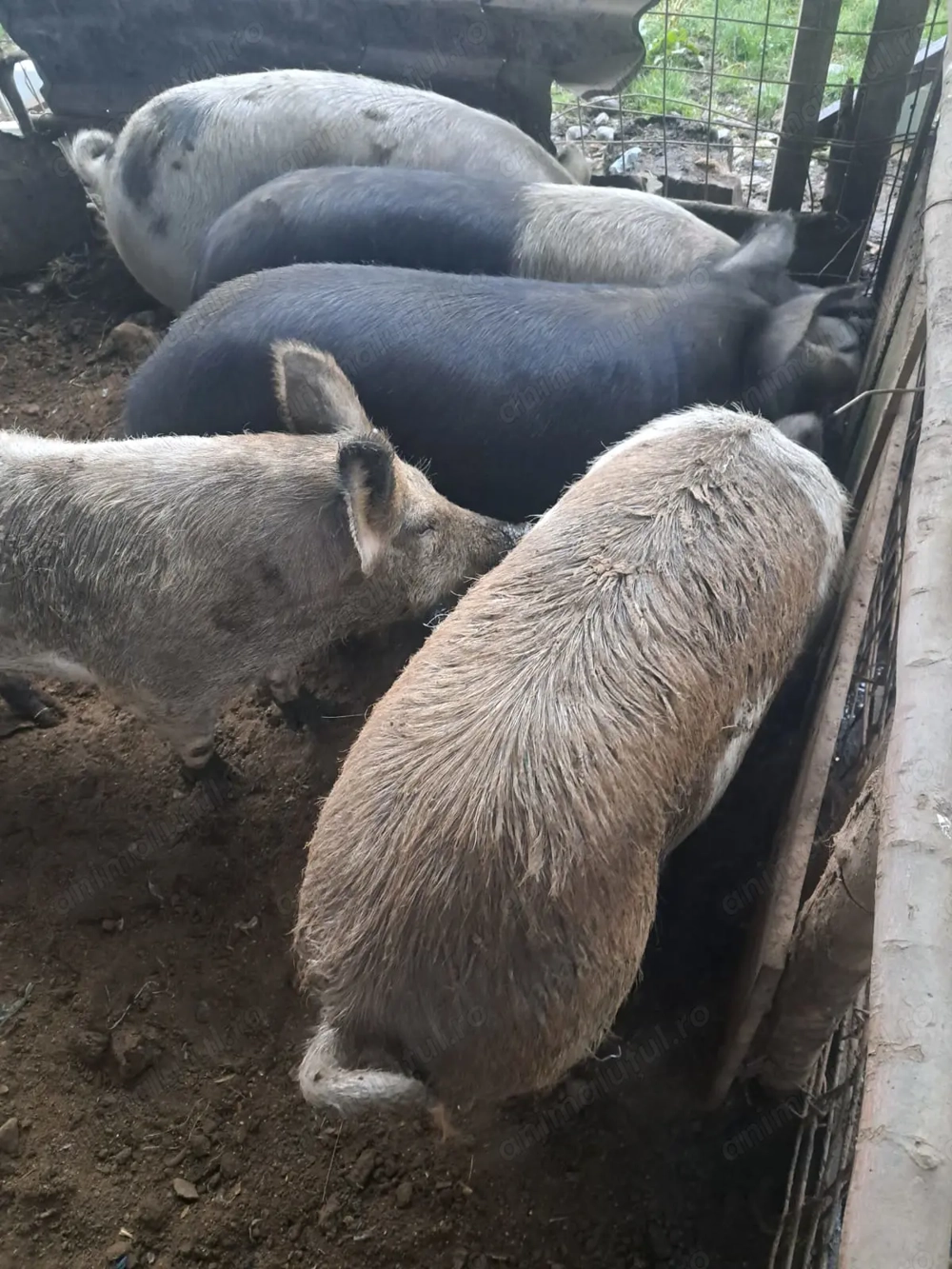 Porci de casa  de vanzare 