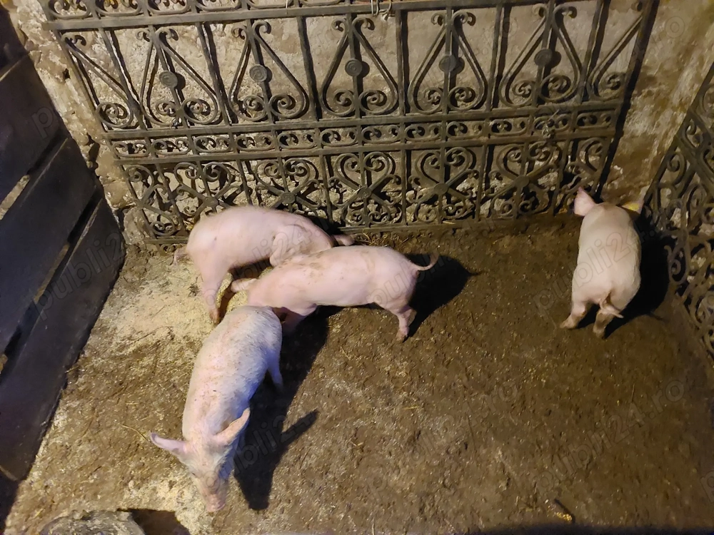 Vând purcei de  10 săptămâni 