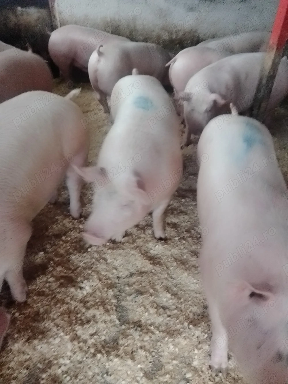 Porci pentru Sărbători 