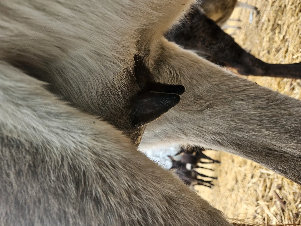 Vand magarete cu lapte