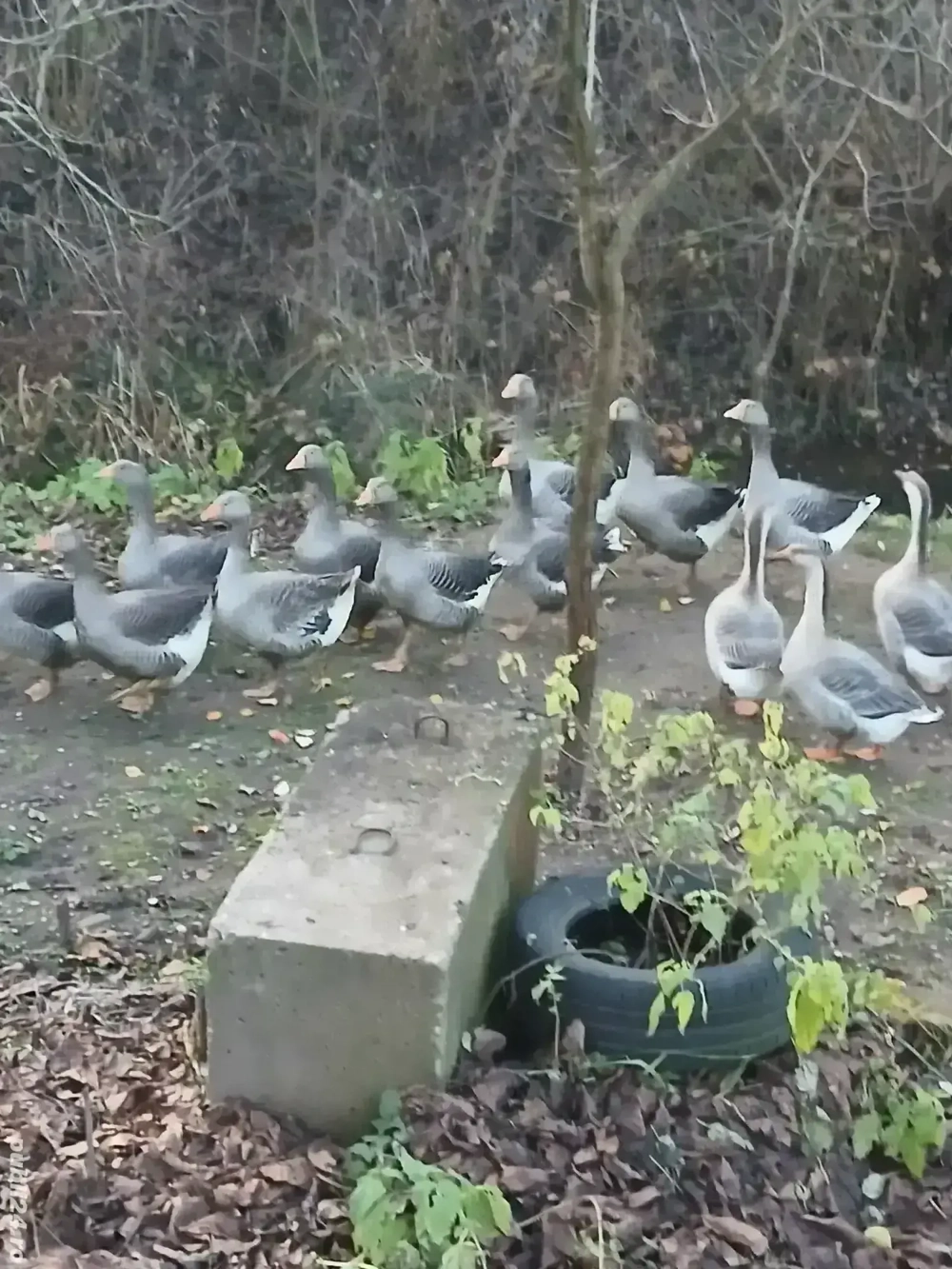 Vand tineret de gasca Landes in varsta de 5 luni 