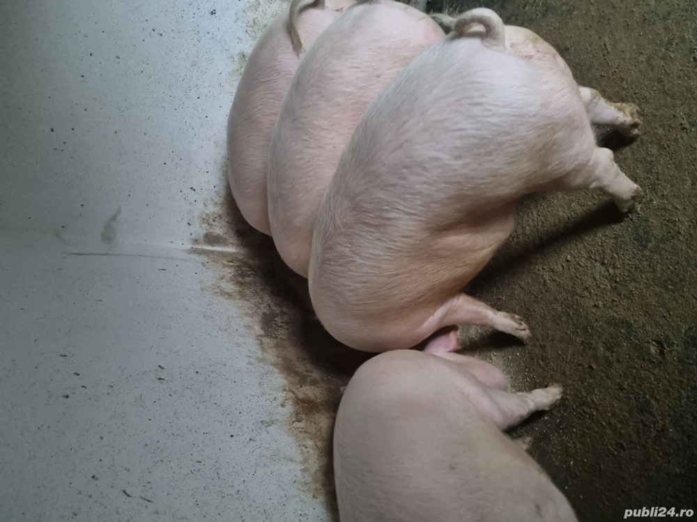 Porci pentru sacrificat