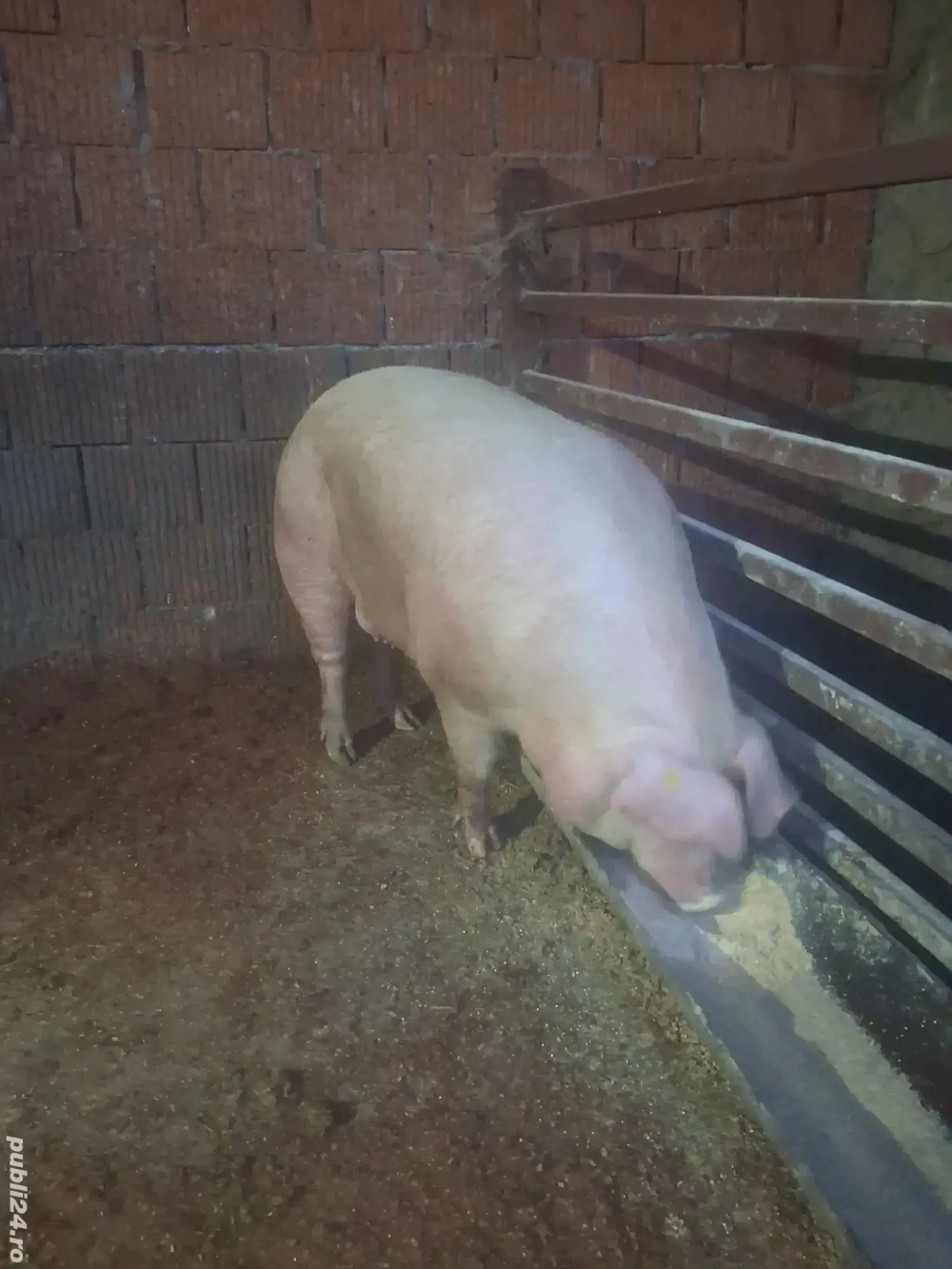 De vânzare pentru sacrificare 