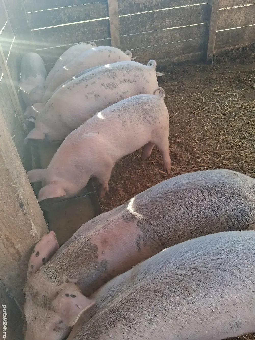 De vânzare șoldani, preț 500 de lei