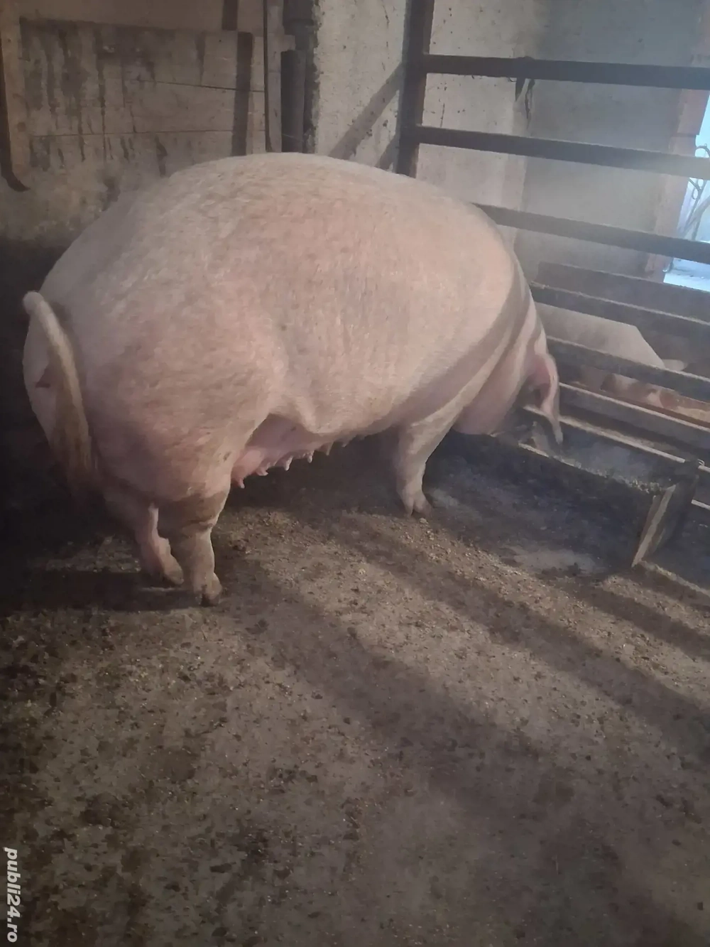 De vânzare scroafă pentru sacrificare 