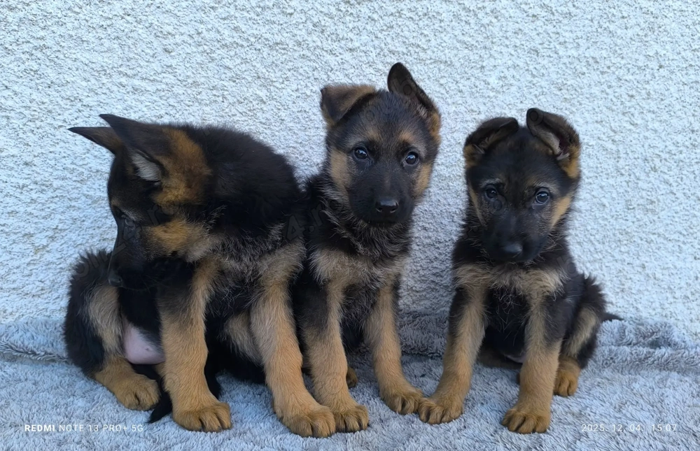 Pui ciobănesc german