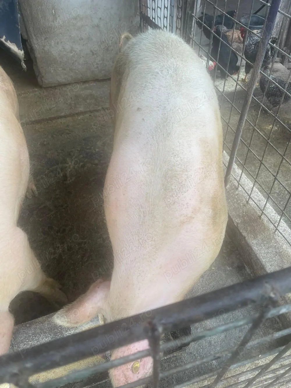 Porci de vânzare 