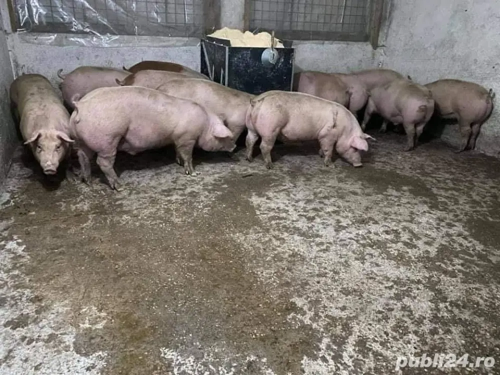 Porci De Carne Crescuti Natural