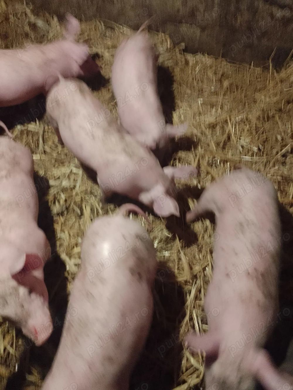 Purcei de vanzare teleorman Gradisteanca