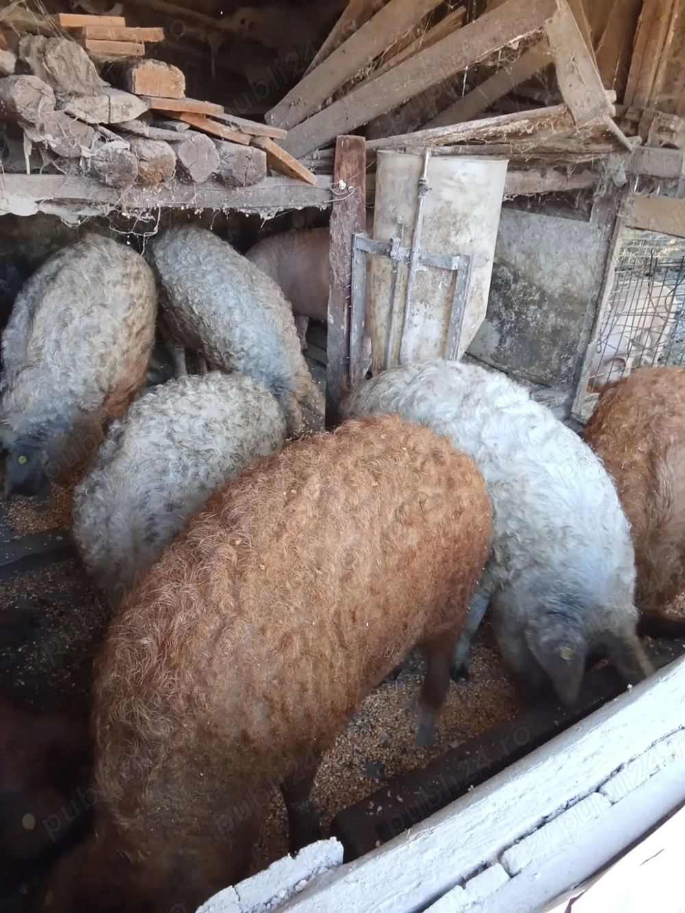 Mangalita  Ron 15 kg