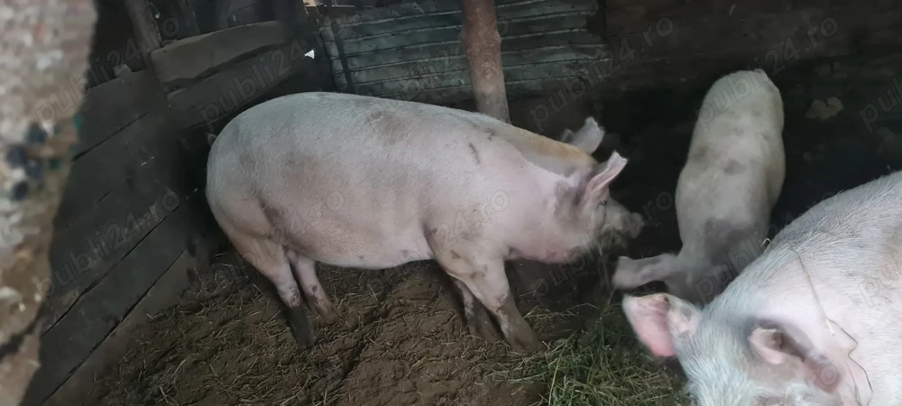 Porci de vânzare 