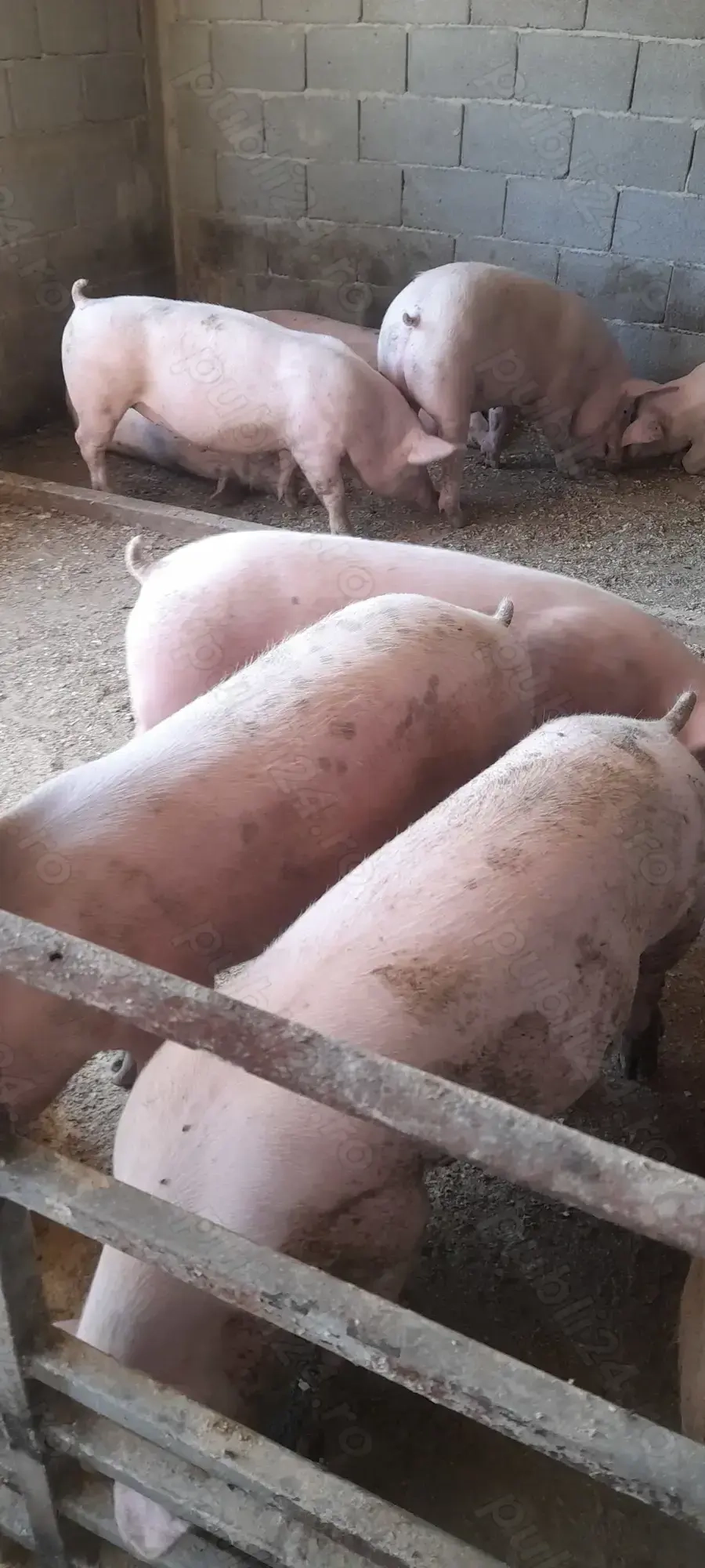 Porci pentru masa de craciun