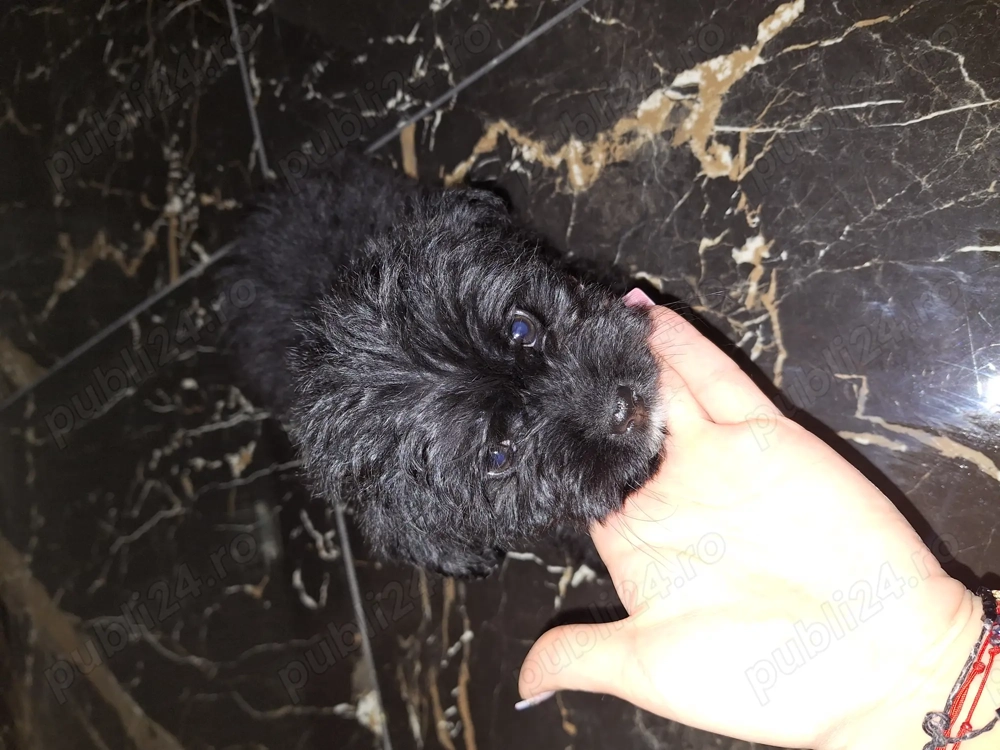 Bichon frise negru fetiță