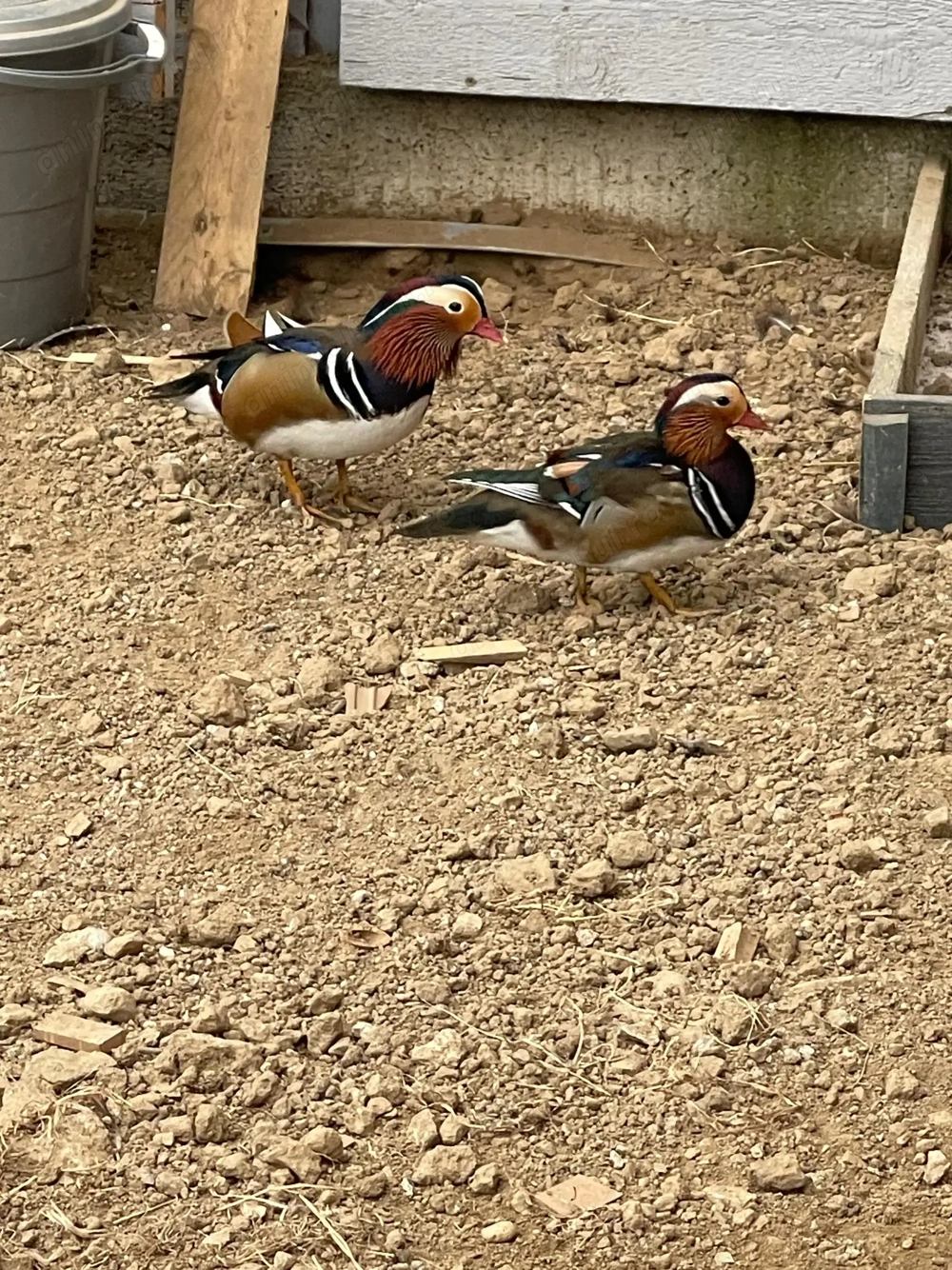 Lebede , rate mandarine, caroline , bahamas, 