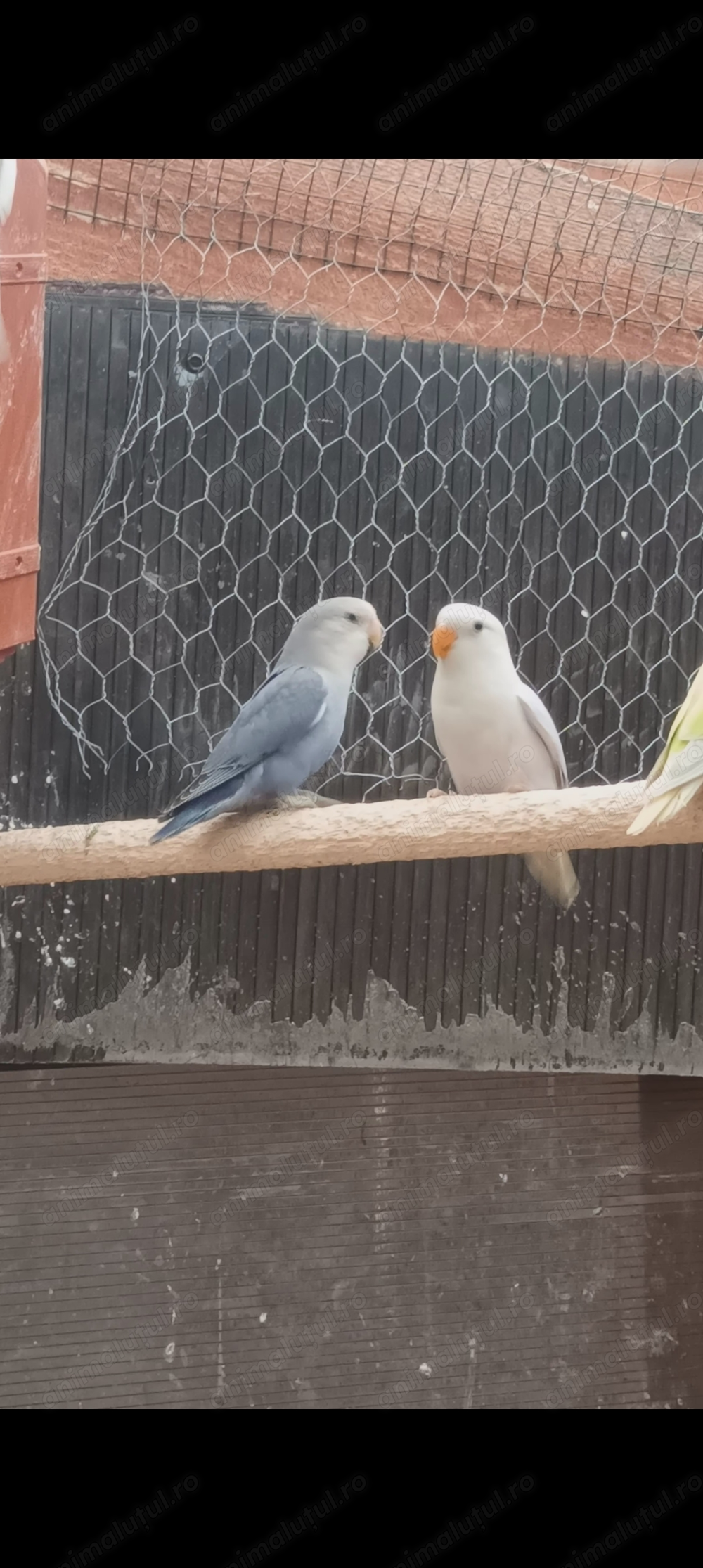 Papagali ninfe, agaponis ,perusi