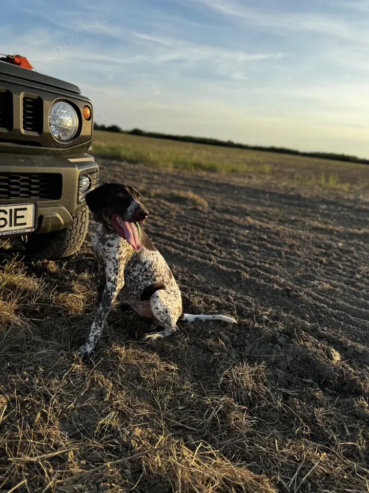 Vând sau schimb femelă de brac german cu pedigree 