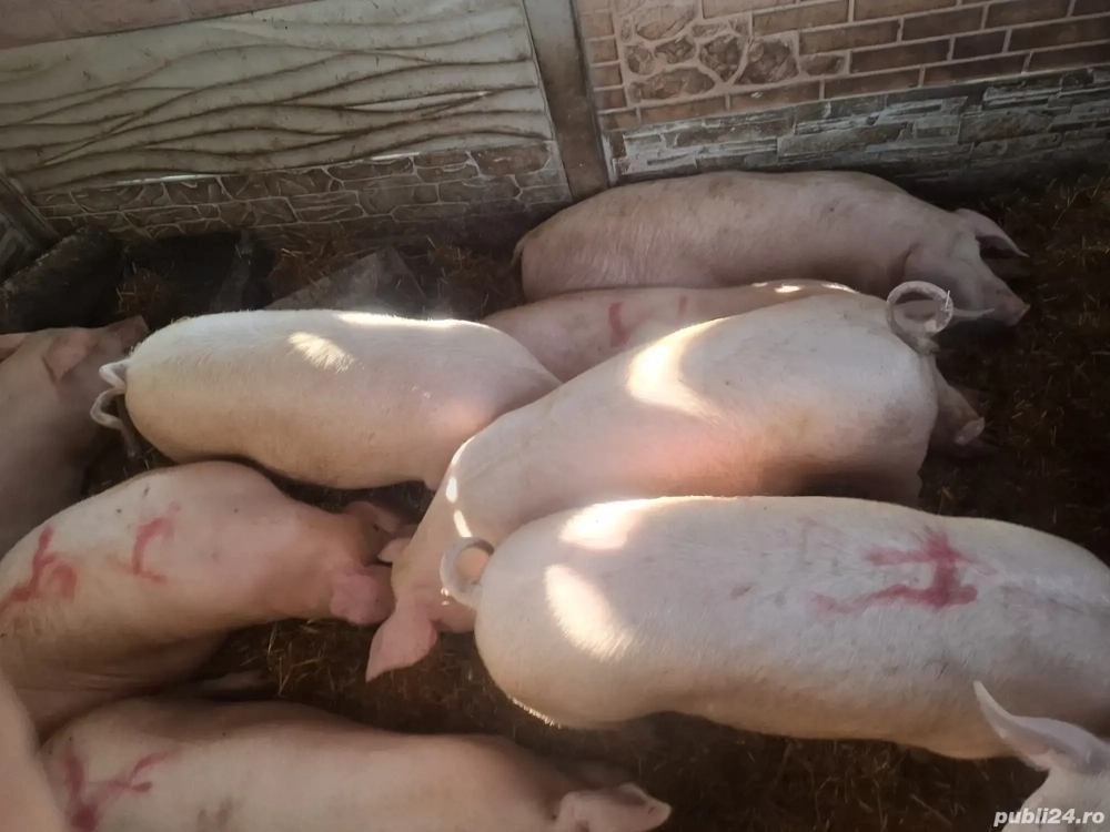 porci de vânzare 