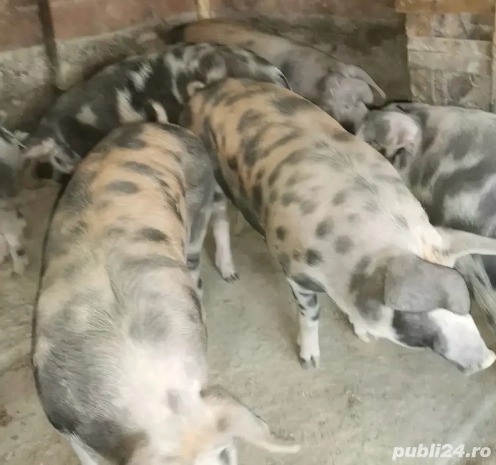 porci ,curcani si purcei crescuti natural 