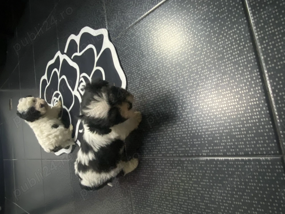 Vand Bichon Au carnet de sănătate și vaccin