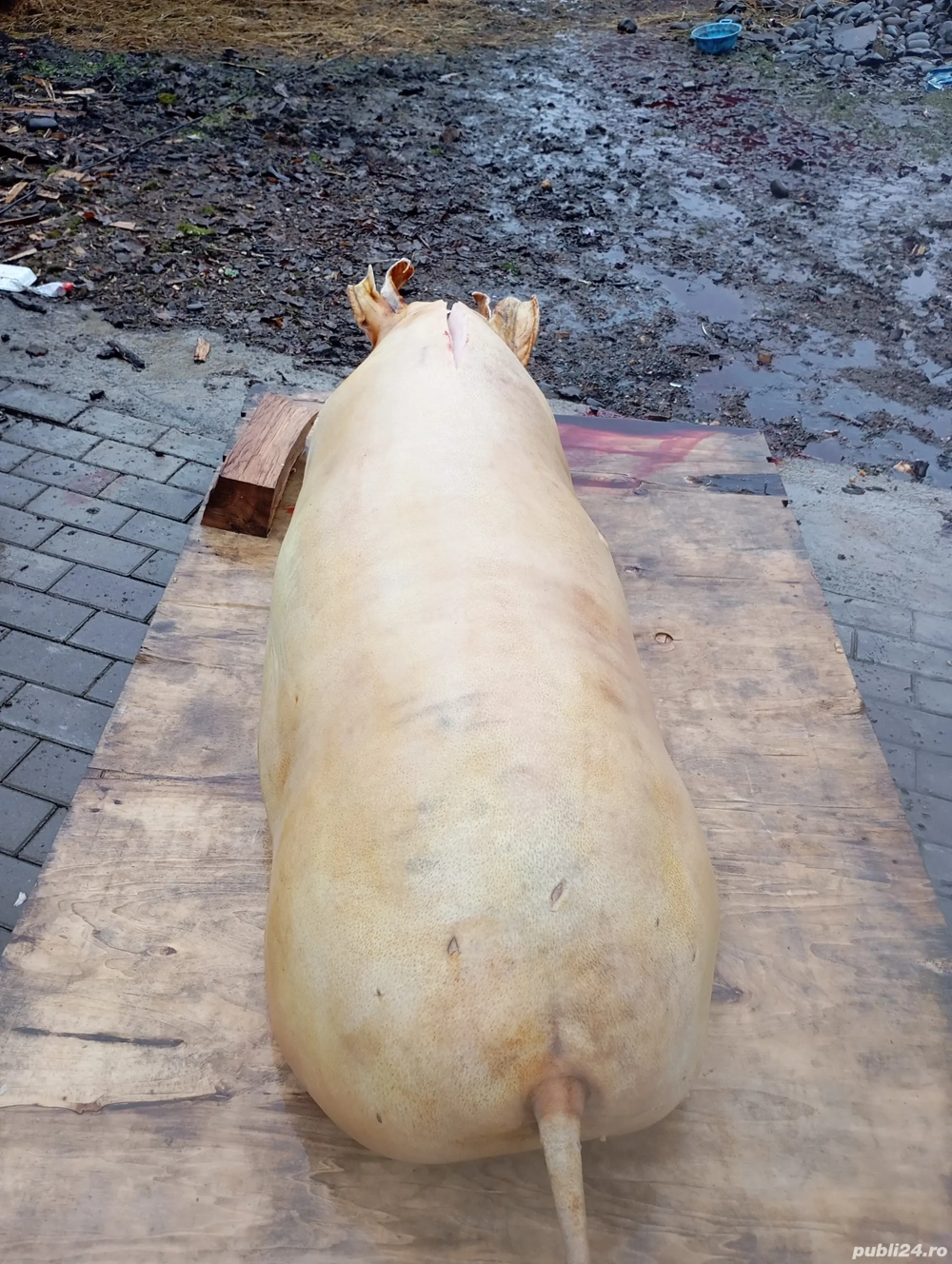 porci de tăiat 