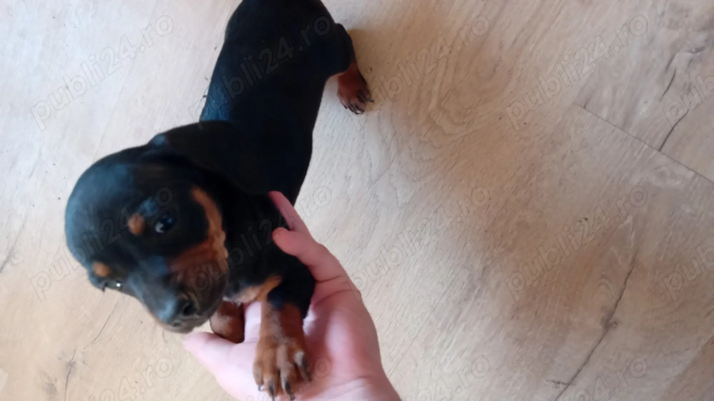 Vand o fetita tekel de 1 luna jumate