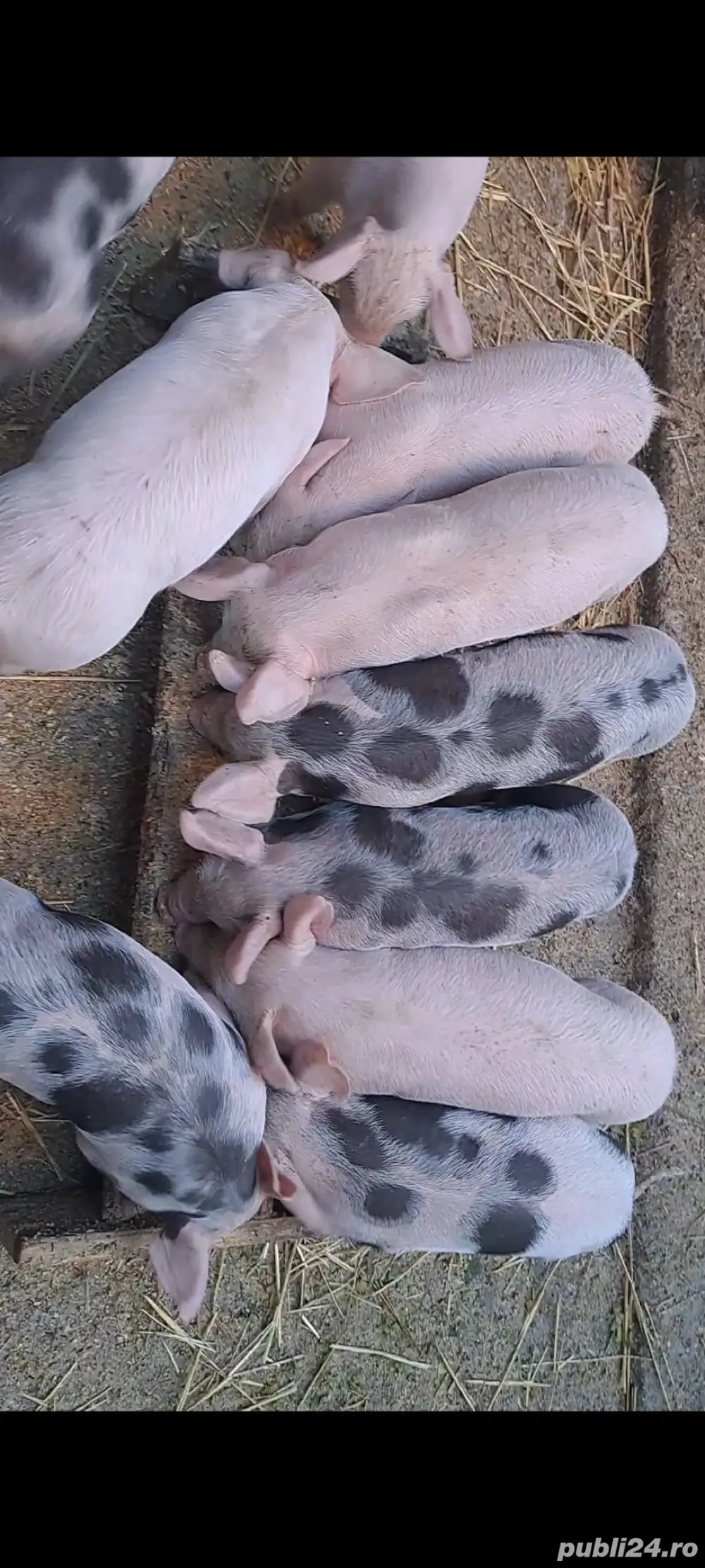 Vând purcei.500 lei bucata 