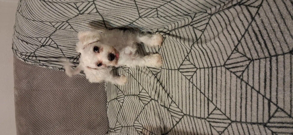 Bichon malteze 5 luni caut casuta noua