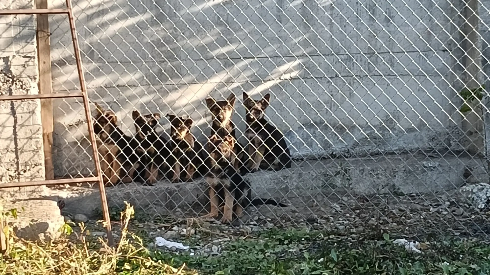  Pui ciobanesc german