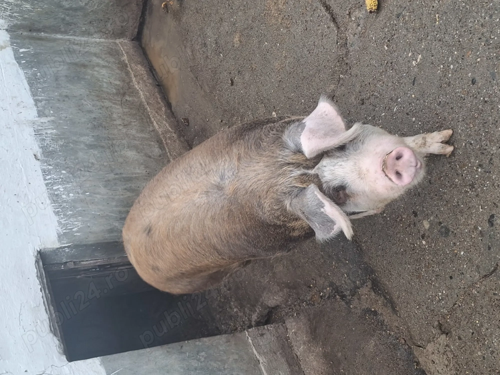 Vand porc pentru sacrificat!