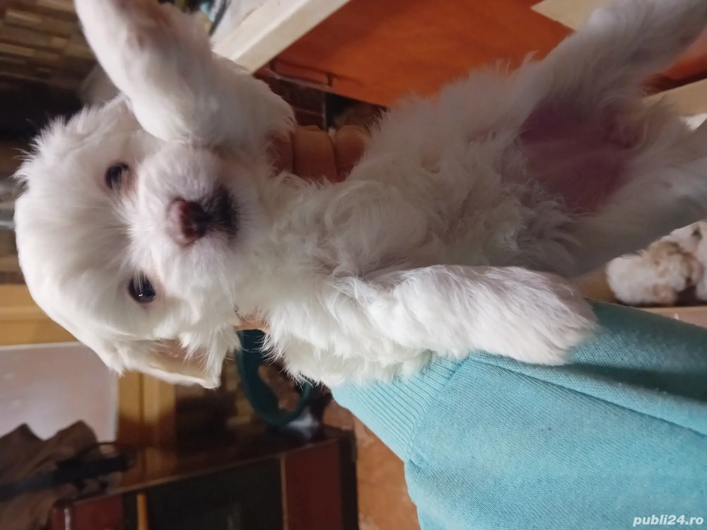 căței bishon maltez vaccinați jucăuși 