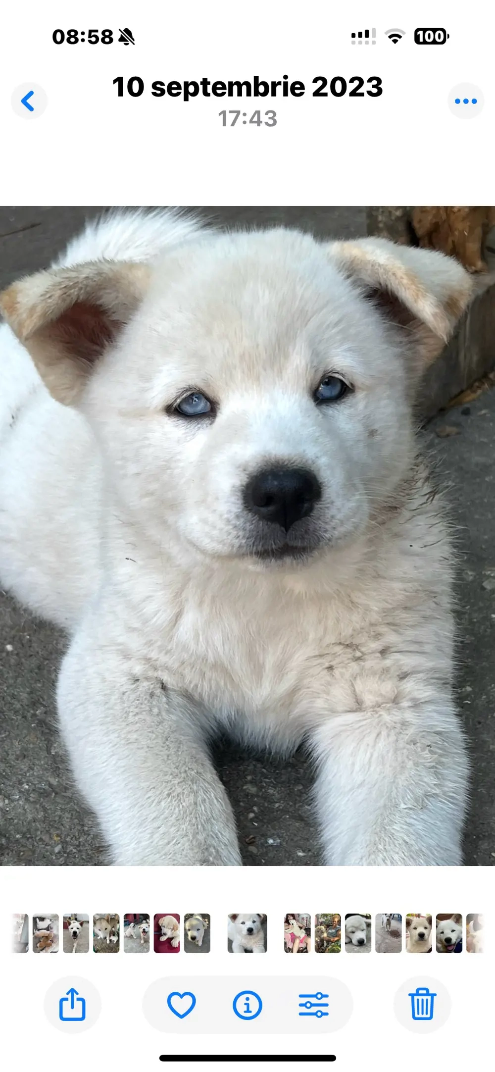 Akita inu japonez 