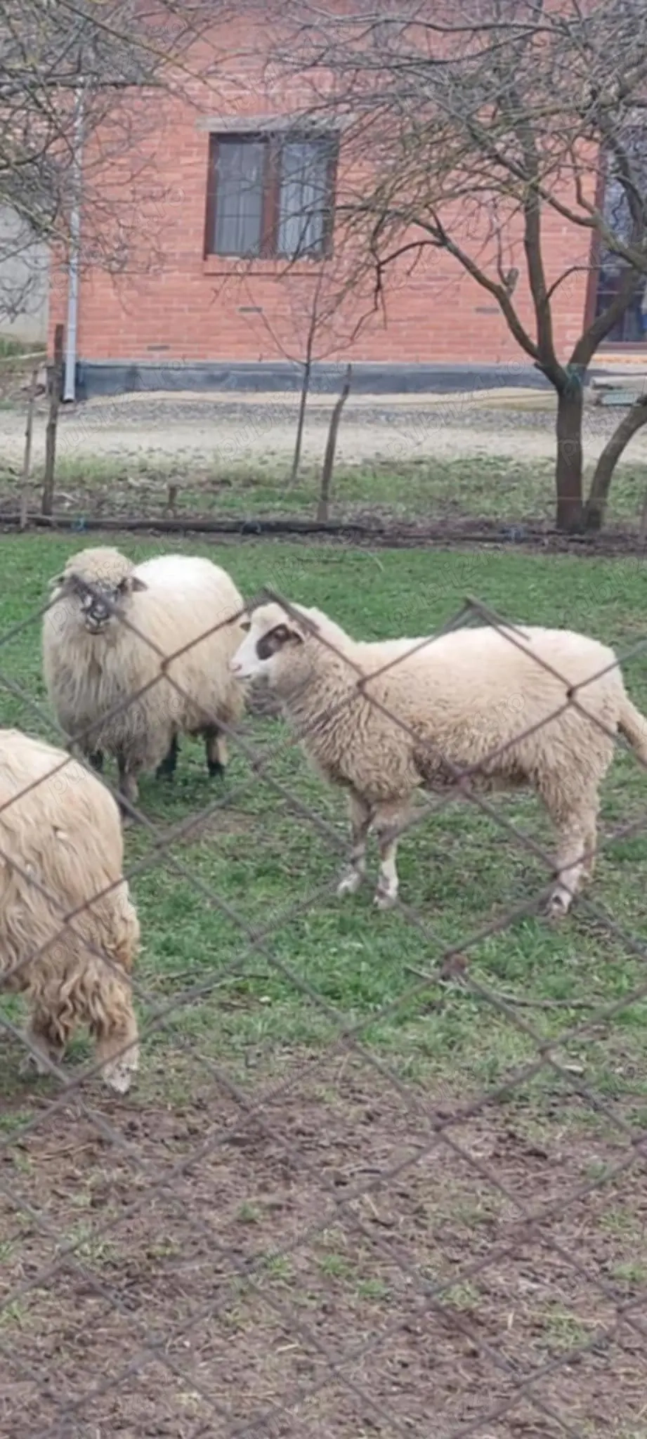 6 Oi de vânzare în Dud, jud. Arad