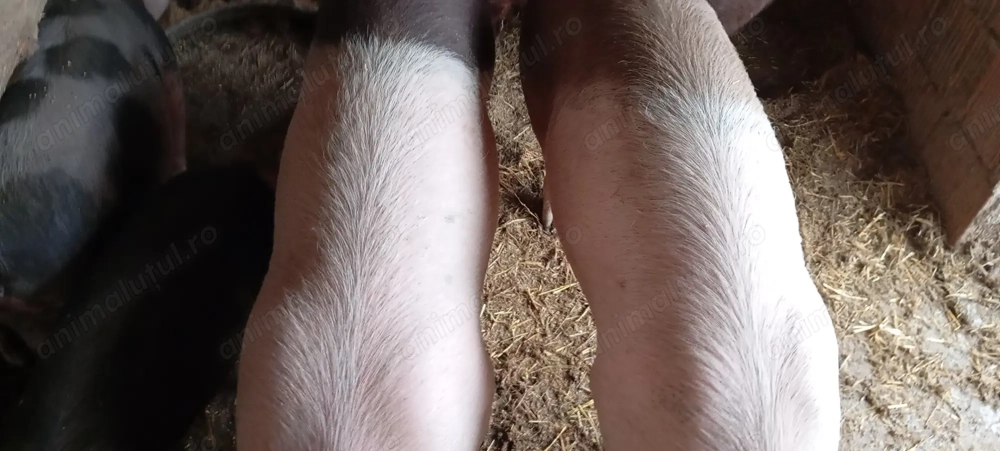 Porci tineri de vânzare 