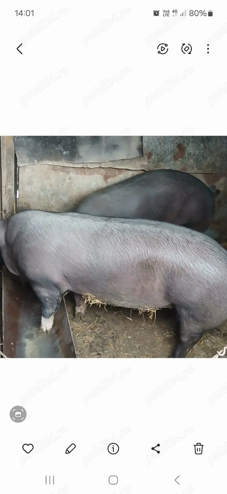 Porc de carne pentru craciun 