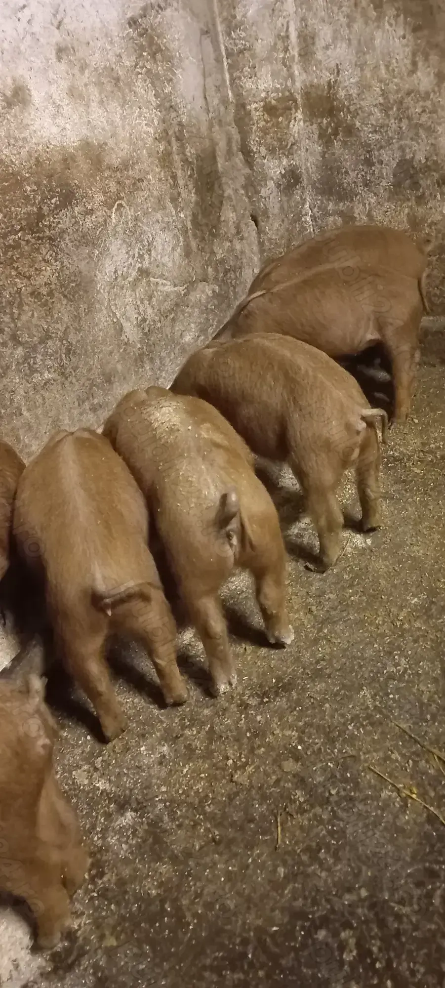 Purcei Duroc rasă pură de reproducție Turnu Magurele 800Lei 