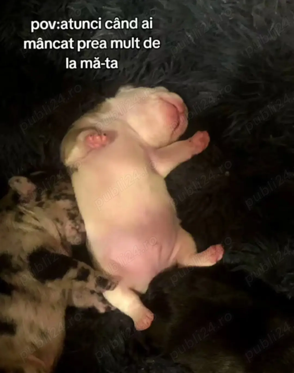 Buldog francez disponibili 