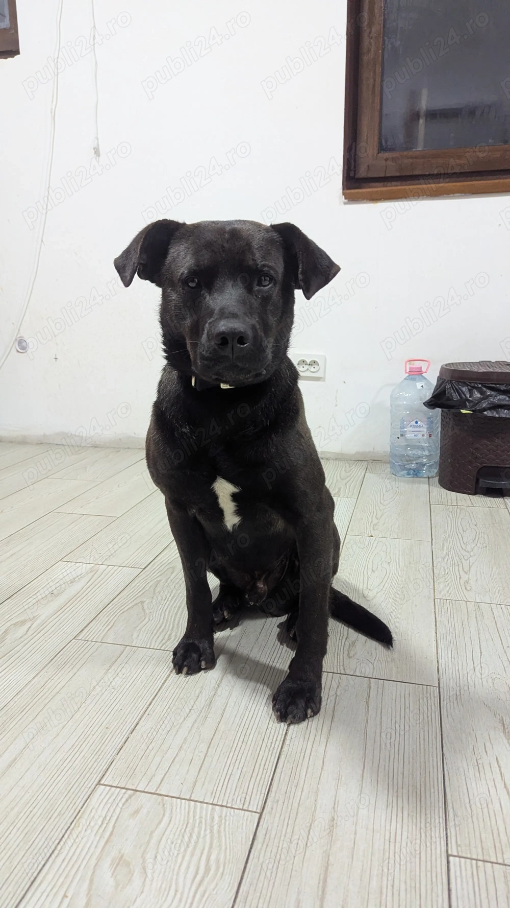 Donez Catel Prietenos 