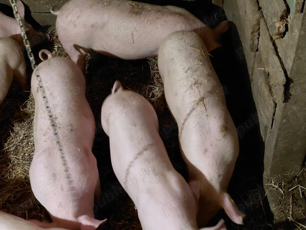 Porci  de vânzare crescuți în gospodărie 