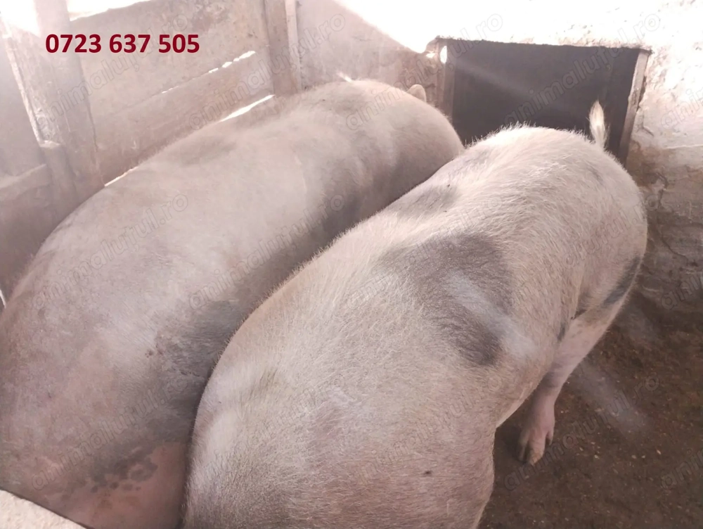 Porci crescuti la tara