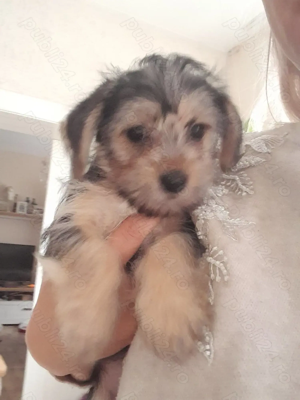 Yorkshire Terrier Toy 