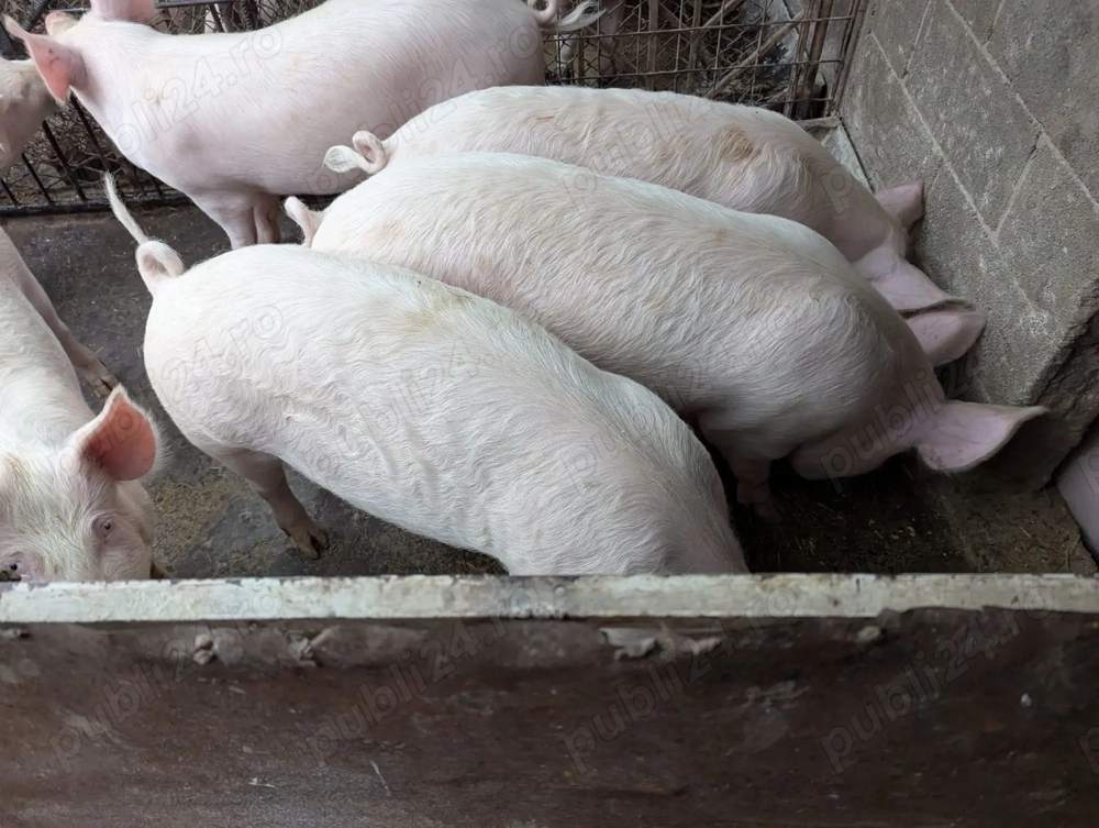 Vând porci de carne, rasa Marele Alb, 70-100 kg,,15 lei kg, Bacău.Alte detalii la telefon  