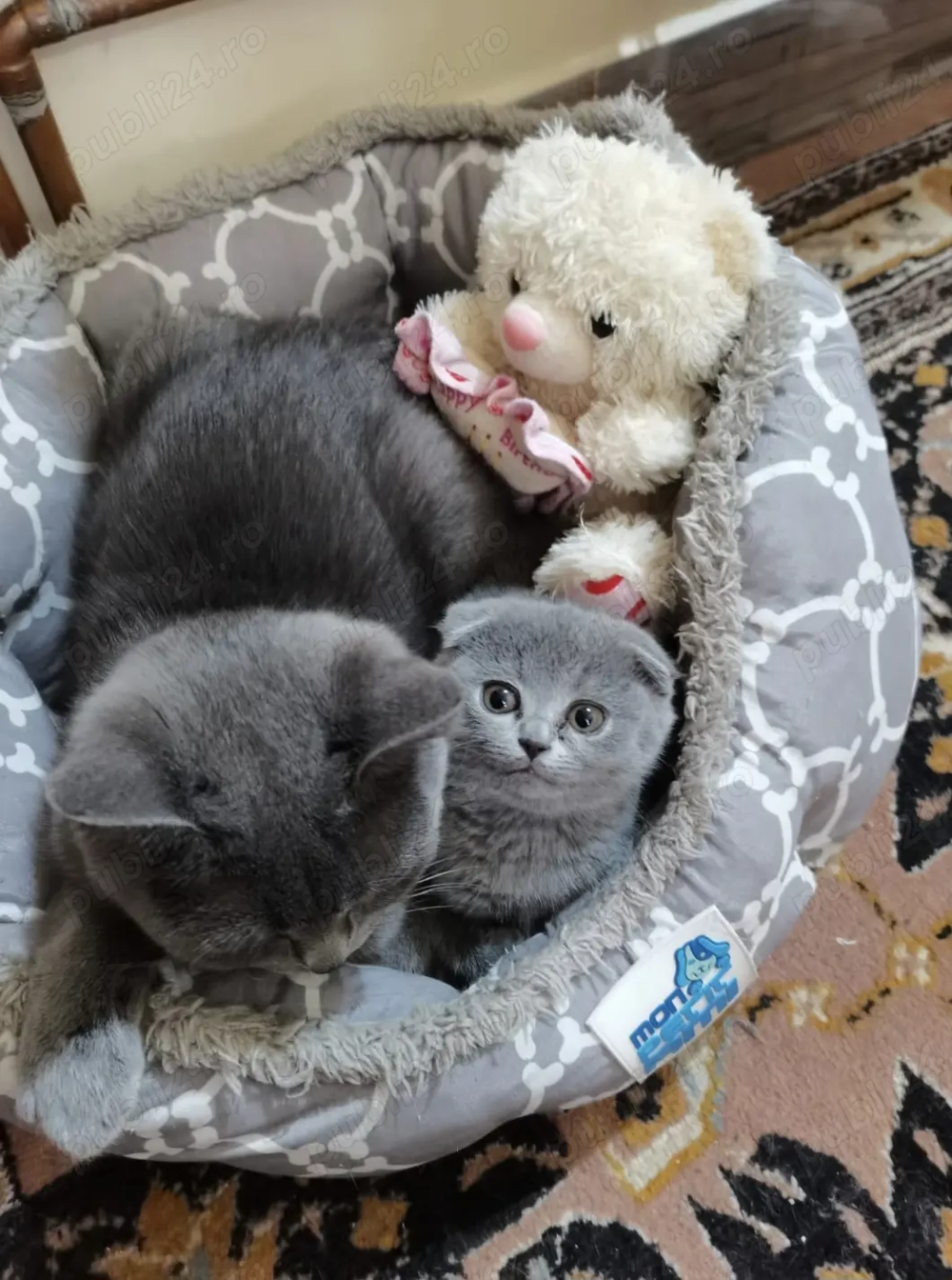 Scottish Fold de vanzare