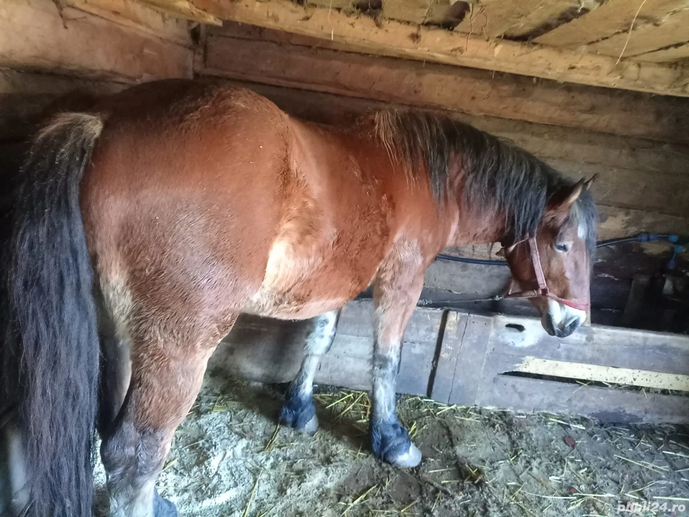 Vand cal de tractiune