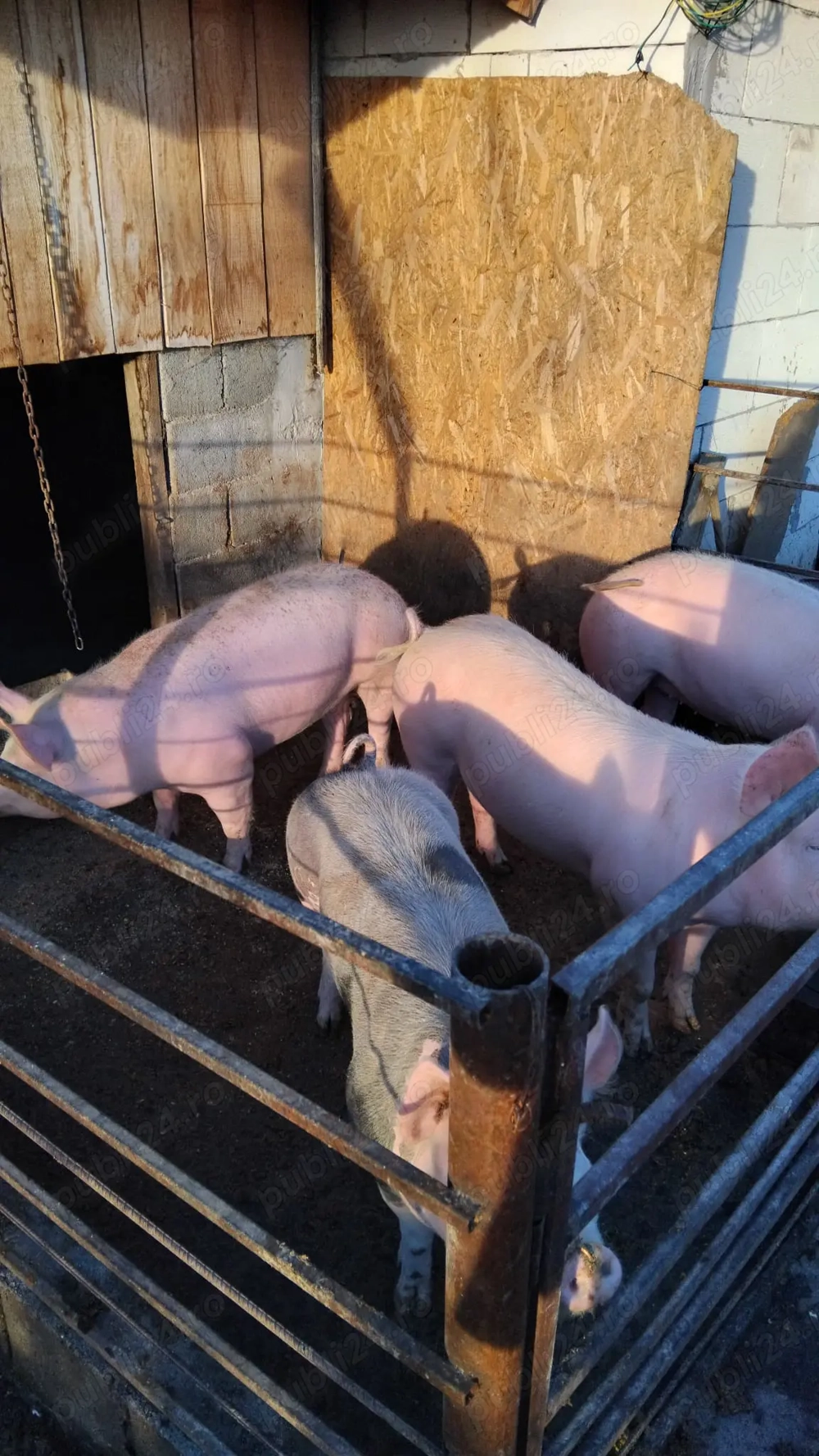 Vand sau schimb cu oi