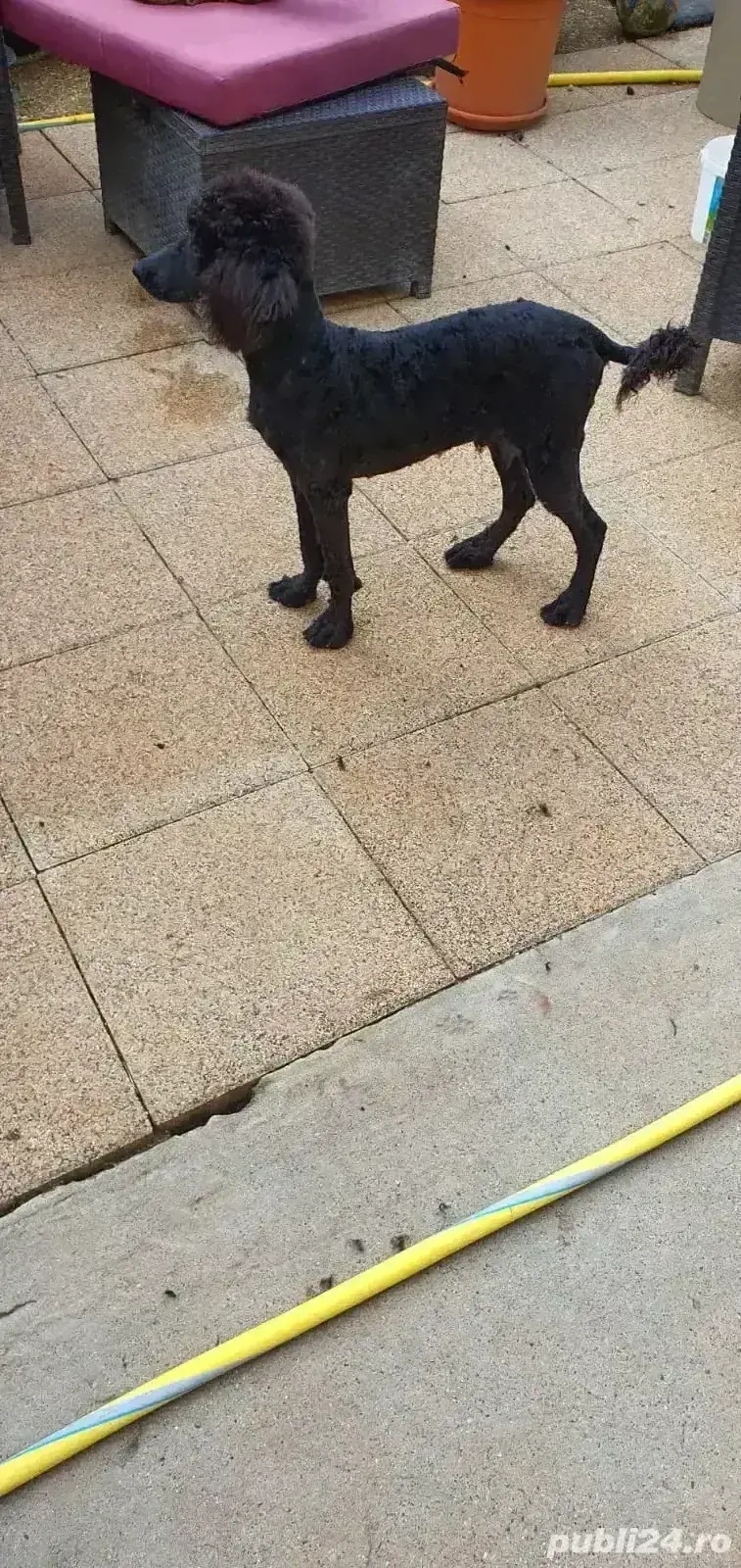 Pudel standard(imperial)