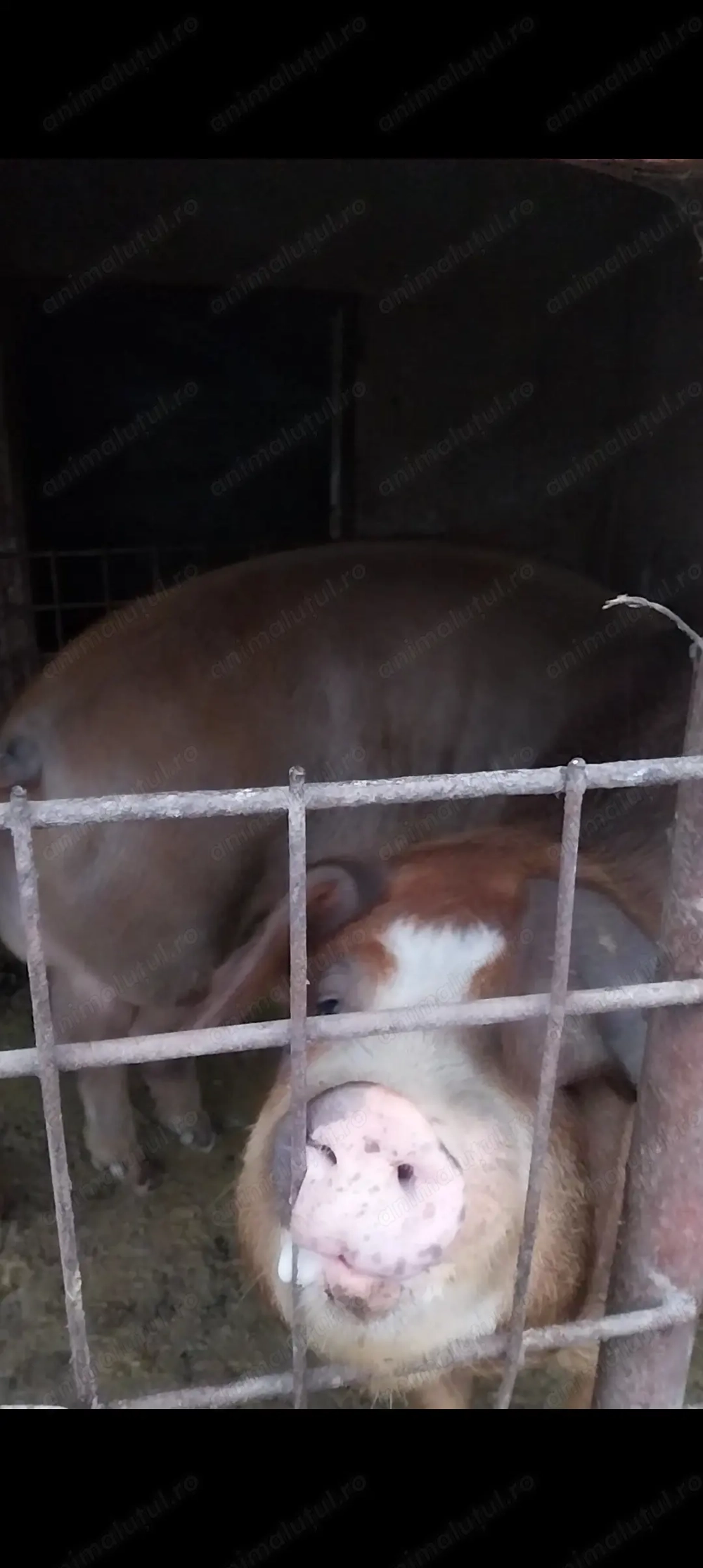 Vând PORC DE RASĂ duroc,de curte 180kg-200kg ,18 ron kg preț ușor negociabil. Detalii la nr  